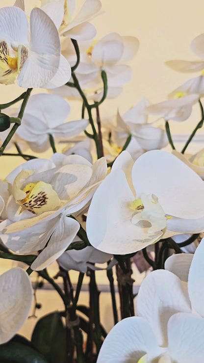 Arranjo Orquídeas Brancas Classic