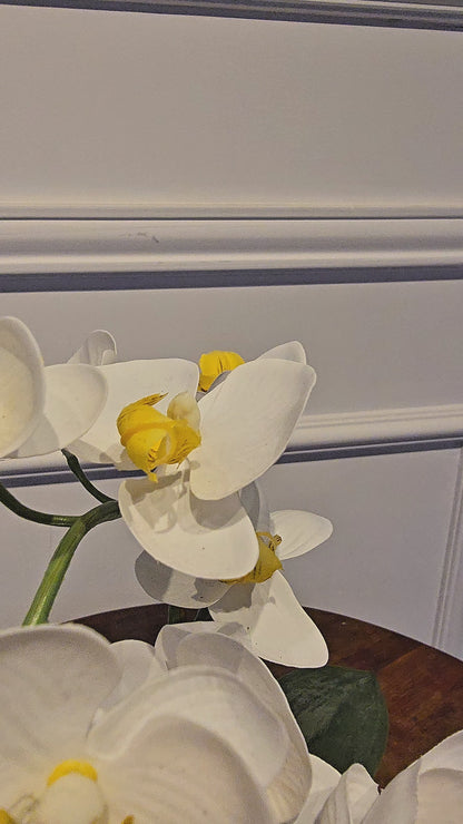 Arranjo Permanente Mini Orquídea Solo Box Branca