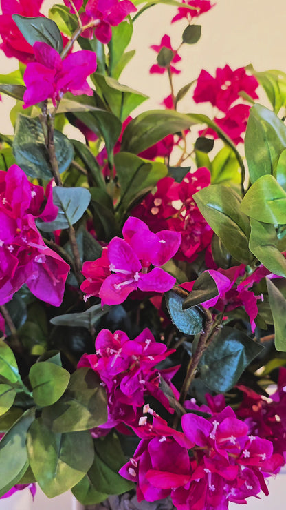 Arranjo Bougainvilleas Pink