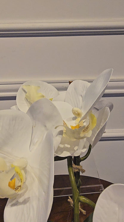 Arranjo Permanente Orquídea Solo Box Branca