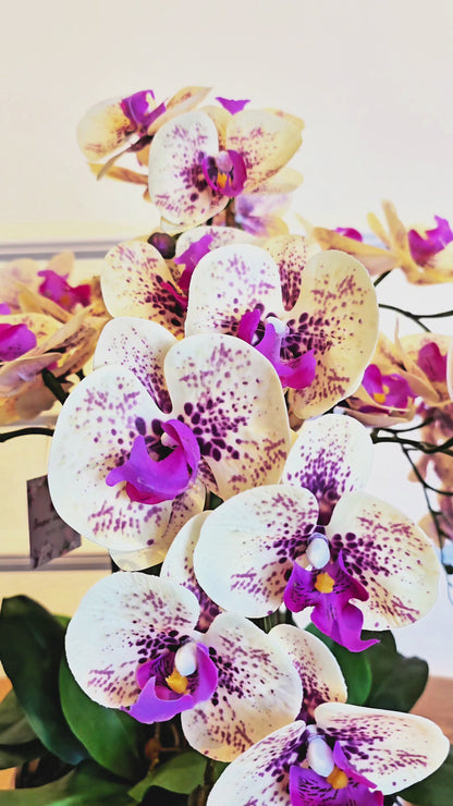 Arranjo Orquídeas Shine
