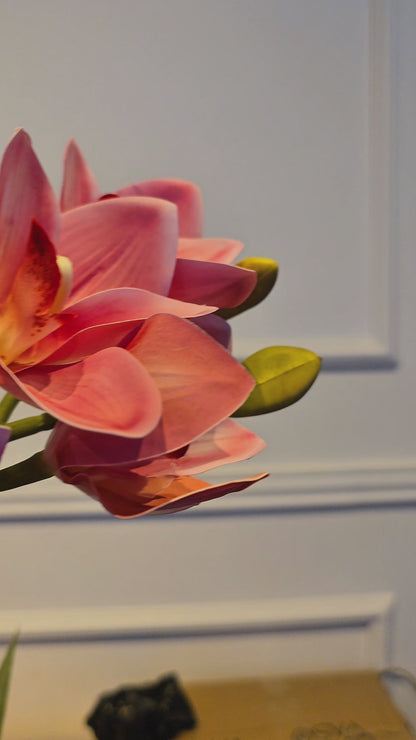 Arranjo Permanente Orquídeas Cymbidium Rosa Aquario