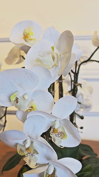 Arranjo Orquídeas Brancas Rennes