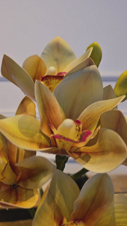 Arranjo Permanente Orquídea Cymbidium Tulum